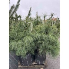 Сосна Валічіана /або сосна Гімалайська 100-120 см